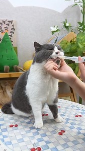 9.1K views · 1.9K reactions | Easy to give pills  | Best Cat Finds | Facebook