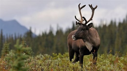 Here’s how Parks Canada plans to rebuild Rocky Mountain caribou herds within a decade