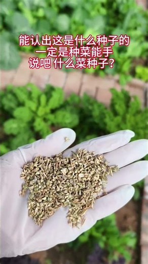 Super Easy Vegetable Seed Guide: Grow Your Own Veggies