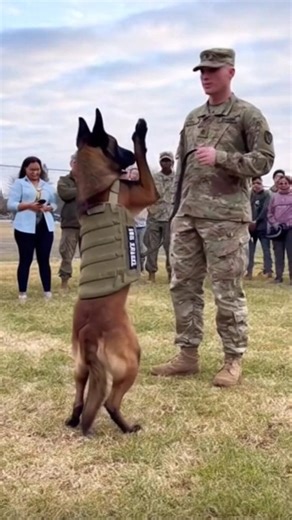 Military Dog Does the UNTHINKABLE! 🐕🇺🇸 Perfect Discipline & Salute #k9 #k9training #germanshepherd