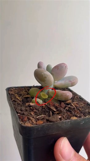 ✖️El mayor error que cometemos al reproducir una suculenta por hoja✖️ ✅Debemos separar muy bien la hoja que queremos reproducir de nuestra planta para que la probabilidad de que Nazca una nueva sea mayor 📈. Si te gustan estos consejos sígueme 😜🍀🌵. . #sucuplus #esquejes | SucupluS