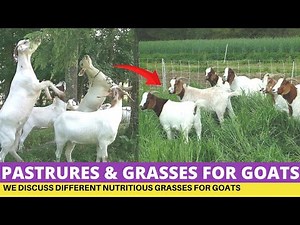 Goat Farming, Nutritious Pastures and Grasses For Goats On Zero Grazing