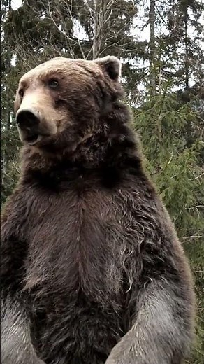 grizzly bear standing