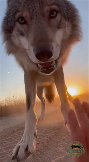 Close Encounter with a Wolf at Sunset