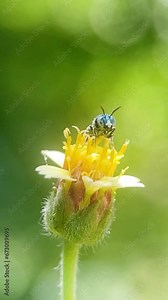 A metallic blue sweat bee on a Tridax daisy flower. cleaning its face after drinking nectar and flies away. pollan on the legs. macro insect life