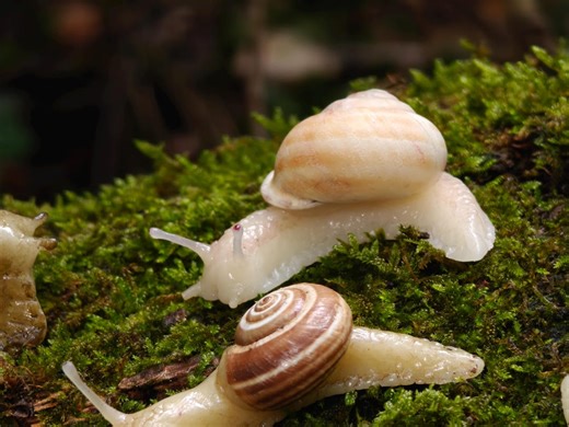 Handmade Realistic Snail Sculptures – Natural Shell & Polymer Clay | Pins or Fridge Magnets - Etsy