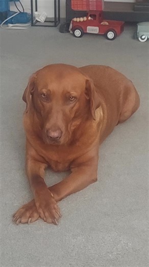 #animalovers #foxredlab #huntingdogs | Fox Red Labradors World Wide | Facebook