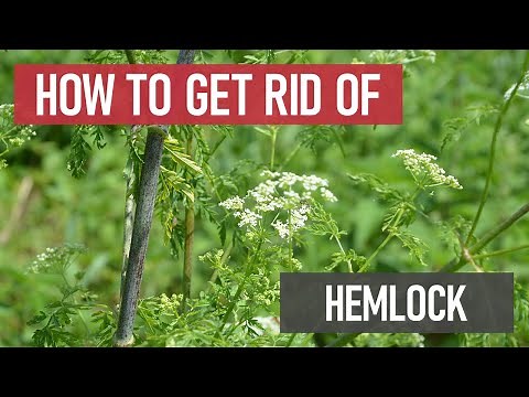 How to Get Rid of Poison Hemlock [Weed Management]