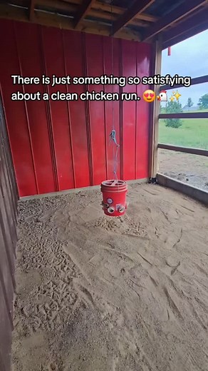I look forward to cleaning everyday 😂 #chickens #chickenrun #sand #chickenpoop #raisingchickens #easytoclean #satisfying #owningchickens #backyardchickens #raisingchickensforbeginners #homesteading #first55farm | First 55 Farm