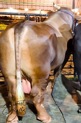 133K views · 2.2K reactions | Fiv huge bulls from Brownie's Ranch | Biggest Bulls Photography | Facebook