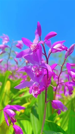 The Most Beautiful Floral Wonders #flowers #naturetranquility #naturephotography