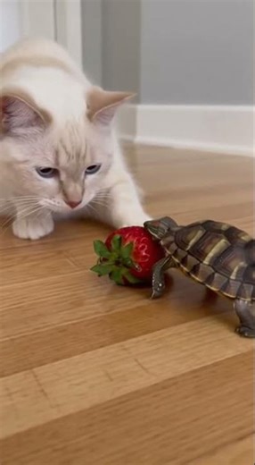 Slow Motion Robbery: Turtle Takes the Strawberry