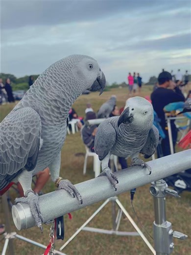Luffy Just Wanted To Bully #parrot #parrotlover #freefly #africangreyparrot #pet
