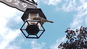 Sparrow spilling seeds while feeding out of seed feeder