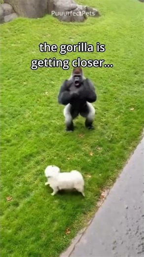 he fell in the enclosure... i had to go in