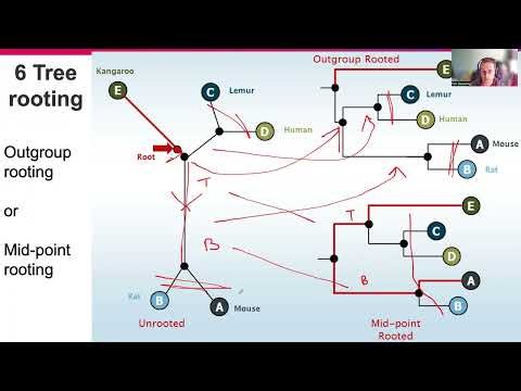 G07 Phylogenomics 6 Tree rooting