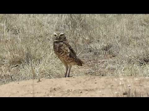Burrowing Owl/ Kaninchenkauz