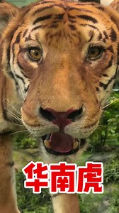 已经野外灭绝的华南虎（Panthera tigris amoyensis）| 海潮天下