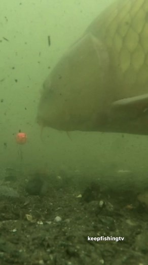 keepfishingtv on TikTok