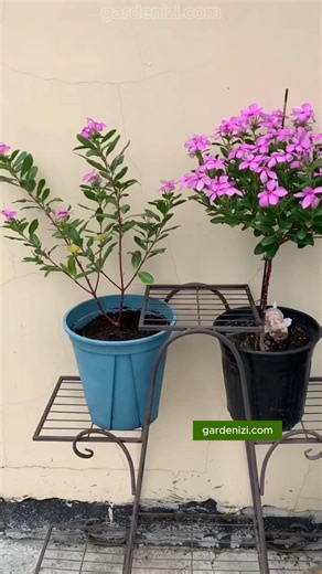 🌿 Vincas can transform into MINI-TREES! 🌳✨ Learn the secrets to growing vibrant roses and flowers and transforming your garden into a stunning paradise. 🌸 👉 Discover the best techniques to nurture your plants and create a blooming wonderland at home. #gardening #plantcare #vinca #roses #gardenlife | Garden Lovers