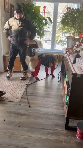 Because nothing says “I’m in charge” quite like trying to convince a dog that these ‘winter snugglies’ are for their own good.Share your dog’s winter walking boots.😁 | Karen Laws - The Ontario Dog Trainer