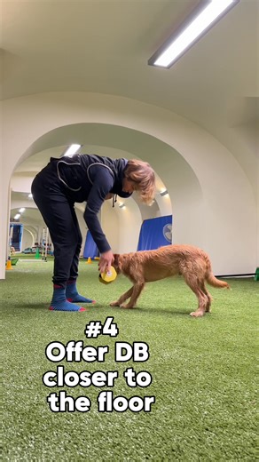 98K views · 955 reactions | Everyone says dogs need to make mistakes...