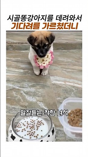시골똥강아지에게 기다려를 가르쳤더니 #시고르자브종 #귀여운 강아지 #기다려 훈련