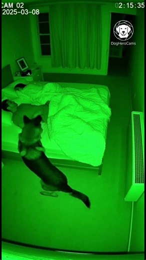 CCTV 2AM: Guard Dog's Silent Vigil Saves Family from Nighttime Threat 🚨👁️🐕 #Shorts