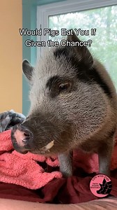 We have heard over and over in the comments of our videos that our pigs would eat us if given the opportunity. So we decided it was time to find out for ourselves - would the pigs eat us if given the chance? | Life With Pigs