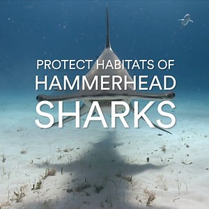 THANK YOU, FINatics! Because of your support, we were able to save 4,000 dusky sharks, protect habitats of hammerhead sharks, and introduce a shark fin ban to eliminate shark finning in the US. #livelokai | Shark Week