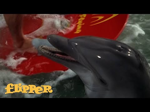 Who Hurt Flipper's Girlfriend? | Flipper