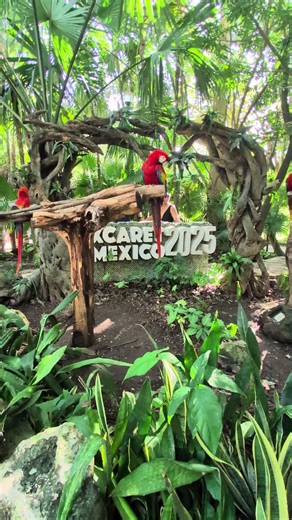 Colorful and Beautiful Parrots of Amazon #birdlovers #birds #colors #nature #beauty