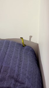 Have you ever been woken up by a snake in your bed? This little green snake just wanted a warm place to take a nap. 🙃🐍🐍#Animals #Snake TikTok/@sunnycoastsnakecatchers | Animalistic