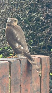 44K views · 3.1K reactions | I was just sat in the kitchen when Amanda spotted this young Sparrowhawk on the wall, luckily all the birds had disappeared into the hedgerow, watch as our house cat Rue comes for a look “Please no nasty comments all wildlife as to feed” | The Mouse family that live by the brambles | Facebook