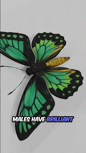 Queen Alexandra’s Birdwing Facts | The Largest Butterfly in the World