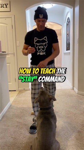 How to Teach Your Dog the Stay Command