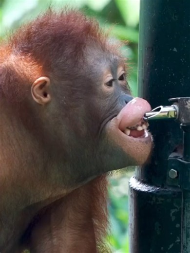 This Little Orangutan Has a Funny Way of Drinking Credit:嚒嚒🍰 This channel documents animals within open-space environments, acknowledging the complex reality of the modern era: that the habitats beyond the frame are often fragmented, disappearing, or under threat. #orangutan #animals #animalshorts #wildlifeonearth #naturelovers