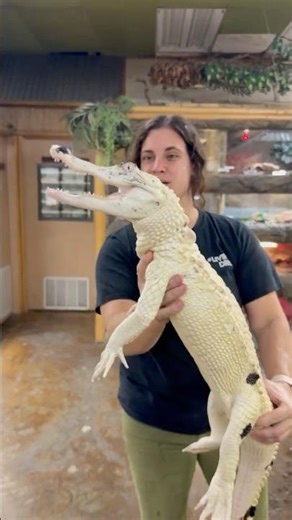 These incredible pied gators are the rarest on the planet! 🌎 only 1 out of 100,000 gators! 🐊