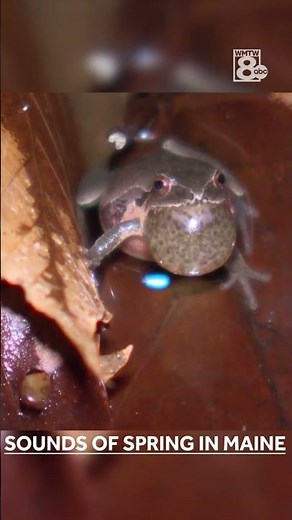 Have you ever seen Peepers?