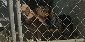Dogs dumped in front of DAWG; animal abandonment a widespread issue