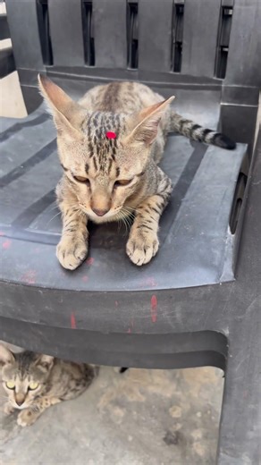 Meri Param Sundari ❤️ #cat #viral #kitten #cute #funny #shorts #comdeymemes #youtubeshorts #love