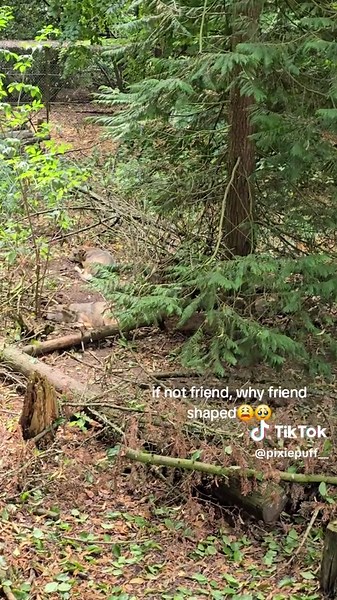 Exploring the Friendliness of Wolves and Dogs