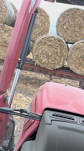 Cornstalk bales are picked up and stacked. Kota got a trailer ride. A fall Saturday on the farm in Iowa. #Fall #farmlife #dog #thediversifiedfarmer | The Diversified Farmer