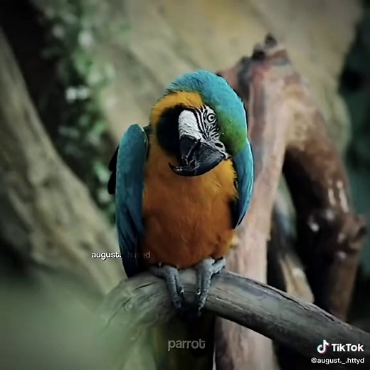 I love the way that each dragon is inspired by an animal!! #dragons #httyd #rtte #fy #foryou @