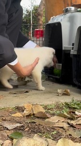 Meet Cally ang pangatlong kong huli 😅 Part 4 | The Wild Dogs