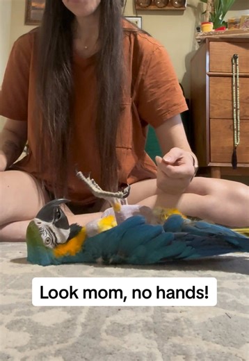 Training Your Parrot to Towel Comfortably
