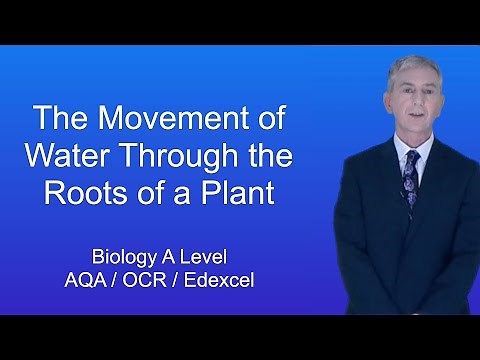 A Level Biology Revision "Movement of Water Through the Roots of a Plant"