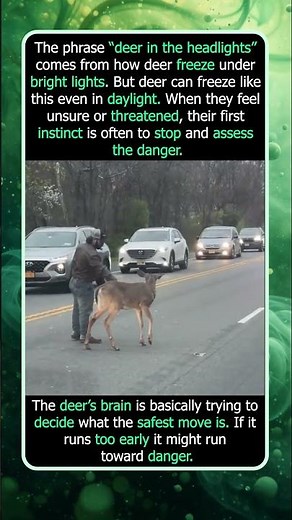 Why Deer Sometimes Freeze in the Road