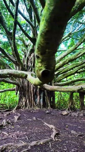 Sprawling Banyan Tree on Maui's Pipiwai Trail