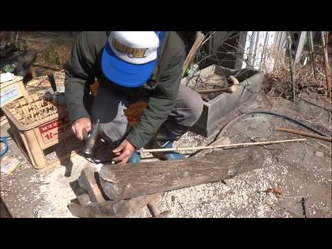 椎茸(しいたけ)菌の種駒を原木に打ち込む